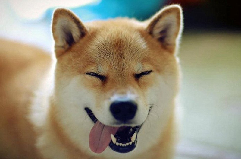 东京柴犬maru,每一张照片都面带微笑!