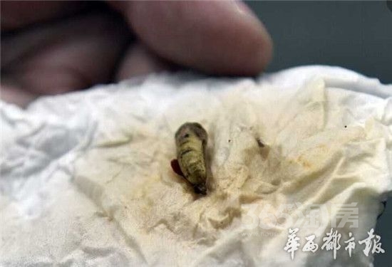 在饭菜中发现像虫蛹一样的东西,你还敢吃吗?